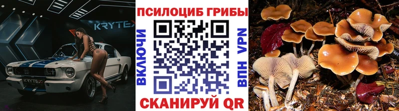 Купить  Кириши  Псилоцибиновые грибы Psilocybine cubensis 